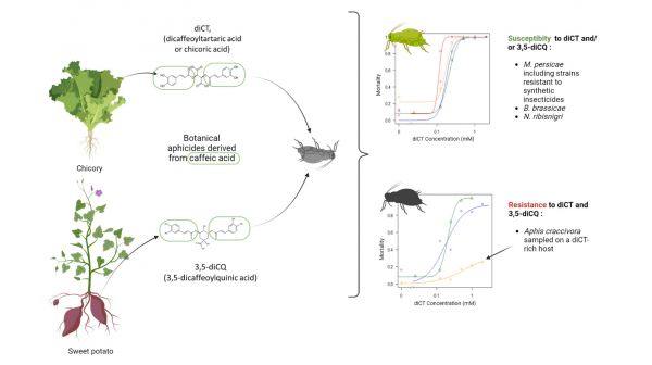 Efficacité de deux extraits de plantes aphicides