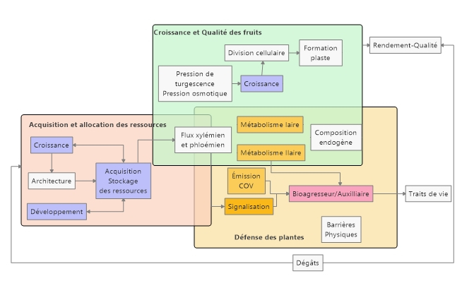 CQFD-schema